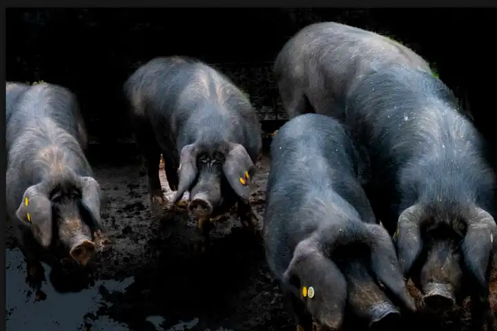 Feria Cochino Negro - zwarte varkens