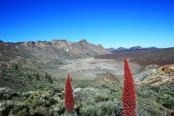 Toeristen verantwoordelijk voor 1/3 van de overtredingen - Nationaal Park El Teide