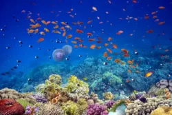 Underwater Garden Tenerife